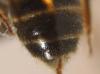 Evylaeus sp.